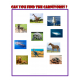 Carnivores – Flash cards, Worksheets - with real Images